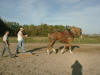 Bert training new driver