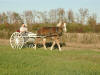 Cassie out for a trot