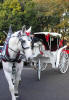 Photo by Style Events in Virginia Beach