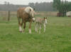 Pat and Ernie (12 hours old)